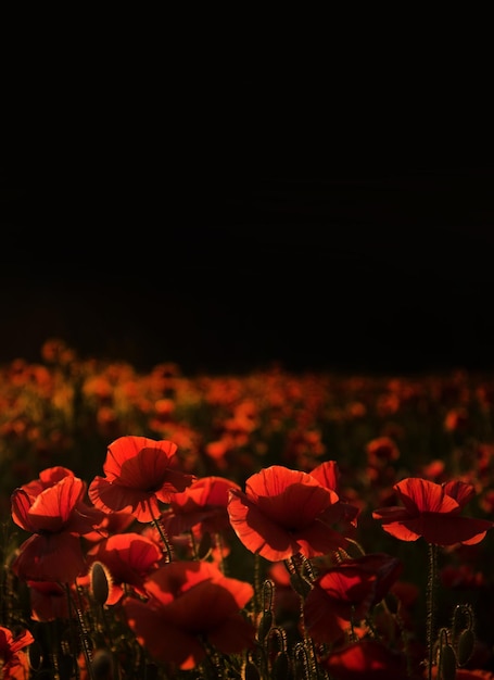 Banner del giorno di Anzac ricorda per anzac memoria storica della guerra sfondo di anzac giornata della memoria del campo di papaveri