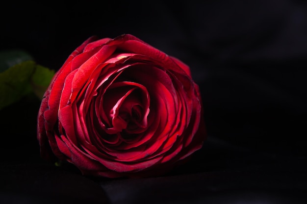 Banner di fiori scuri con rosa rossa