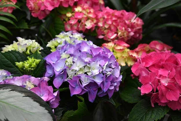 Banner di ortensie colorate primo piano Fiori di hortensia rosa blu viola sul bancone del negozio