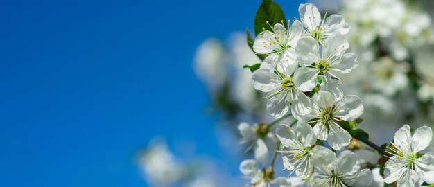 Banner di primavera fiore mela fiore sullo sfondo del cielo fiori dell'albero di primavera