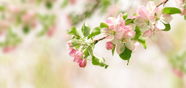 banner di primavera ramo di melo in fiore rosa