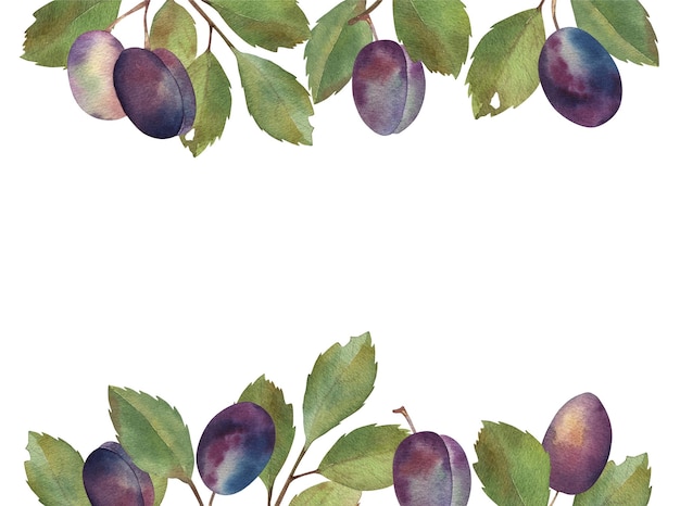 Banner di prugna e foglie dell'acquerello fresco Design con spazio per il testo Clipart botanico fatto a mano su sfondo bianco con spazio per il testo Per succosa marmellata imballaggio tessuto design poster cardpaper