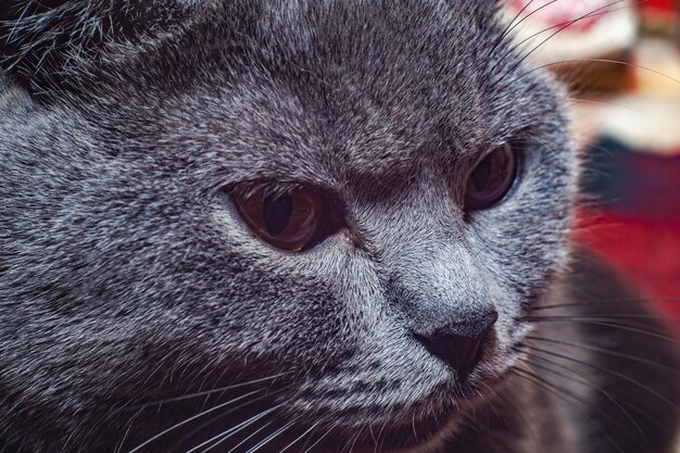 Banner di un primo piano di un gatto grigio con gli occhi verdi e un naso rosa che guarda nel telaio.