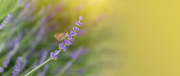 Banner fiore di lavanda in fiore con farfalla nel giardino fiorito il giorno del sole. Concetto di benessere.