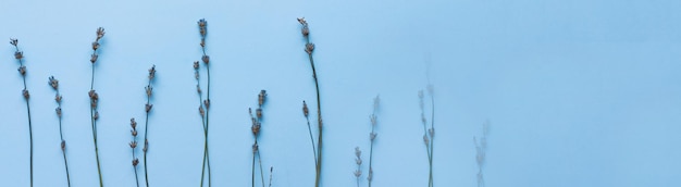 Banner Flatlay lavanda secca su sfondo blu