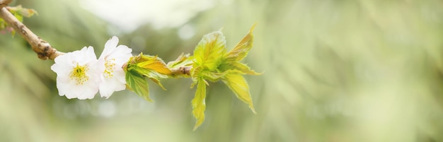 Banner floreale nei toni del verde con albero in fiore fiore primavera e nuovo concetto di vita sfondo floreale con spazio per la copia