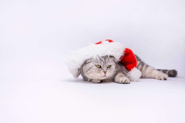 Banner Gatto di Natale in un cappello di Babbo Natale su sfondo bianco Copia spazio con posto per il testo Anno nuovo anno 2023 Gatto di razza Scottish fold