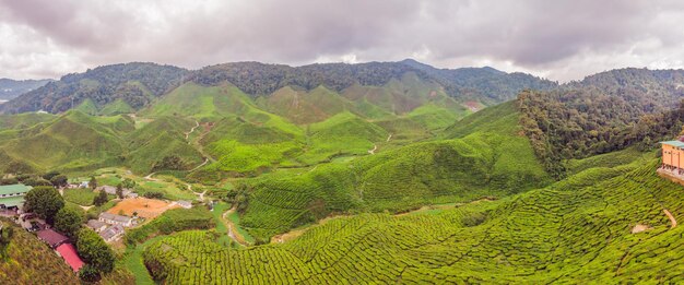 BANNER Incredibile vista panoramica della piantagione di tè al tramonto, ora dell'alba. Sfondo della natura con cielo blu e nebbioso, formato lungo