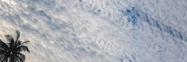 BANNER LUNGO FORMATO Atmosfera panorama nuvola bianca cielo da solo palma tropicale sfondo estate