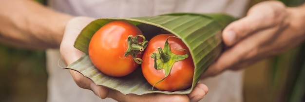 Banner lungo formato prodotto ecologico concetto di confezionamento pomodori avvolti in una foglia di banana come an