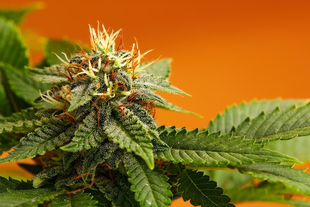 Banner lungo piante di marijuana Bellissimo sfondo di cannabis tropicale Nuovo look su ceppo agricolo di canapa Vivace cannabis esotica con foglie e boccioli su colori arancioni