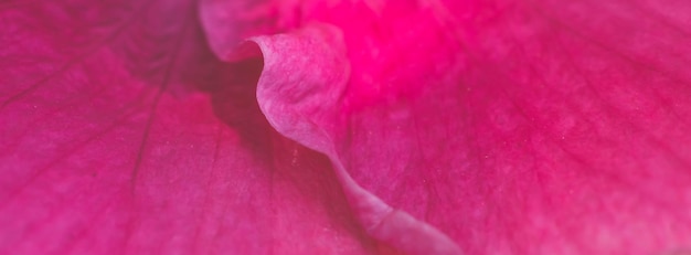 BANNER Macro astratto reale bella natura sfondo carino Rosa brillante viola delicato petali morbidi sbocciano fiore tropicale pianta fiore floreale design botanico arredamento saluto felice estate sole carta