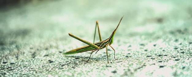 BANNER Natura bellezza foto reale MACRO close Testa di cono orientale cavalletta lunga Acrida ungarica locusta Insetti strano meraviglioso colore verde strisce arancioni Entomologia studio di biologia Sfondo grigio