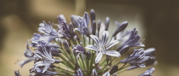 BANNER Natura reale foto sfondo Macro primo piano Agapanthus viola infiorescenza petalo blu erba fiore fioritura pianta giardino Studio Botanico estate primavera floreale simbolo tenerezza Vintage opaco pallido