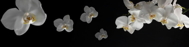 Banner orizzontale 4x1 con fiori di orchidea bianchi con gocce d'acqua su sfondo nero primo piano