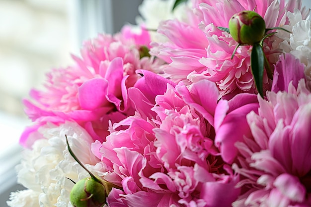 Banner romantico delicati fiori di peonie bianche closeup messa a fuoco selettiva Petali rosa profumati