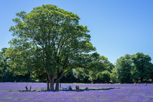 BANSTEAD, SURREY, Regno Unito - 30 giugno : persone che si godono un campo di lavanda a Banstead Surrey il 30 giugno 2015. Persone non identificate