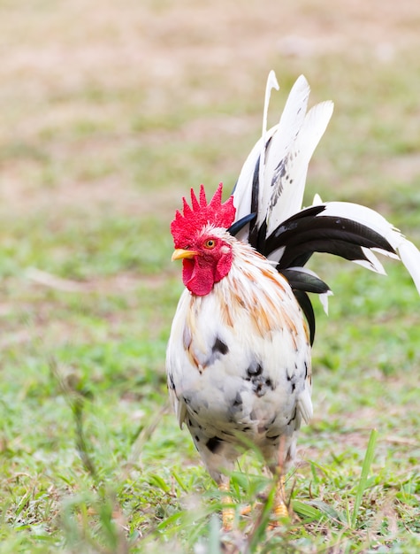 Bantam bianco