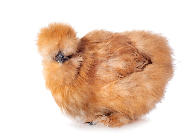 Bantam silkie in studio