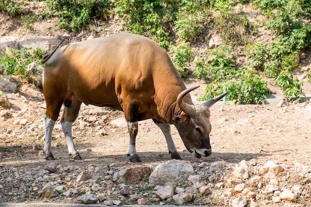 banteng