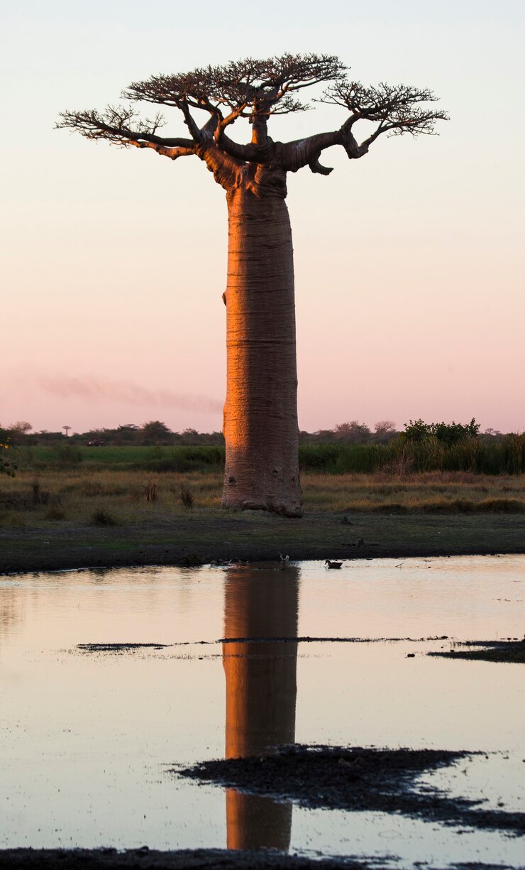 Baobab all'alba vicino all'acqua con riflesso in Madagascar
