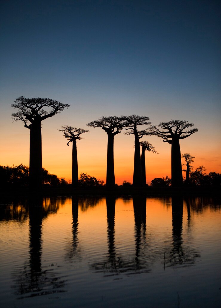 Baobab all'alba vicino all'acqua con riflesso in Madagascar