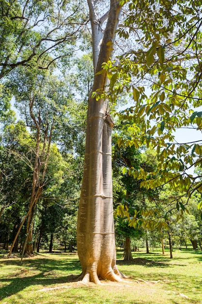Baobab nella foresta tropicale di Ceylon