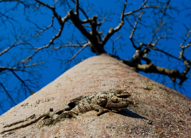 Baobab solitario sullo sfondo del cielo in Madagascar