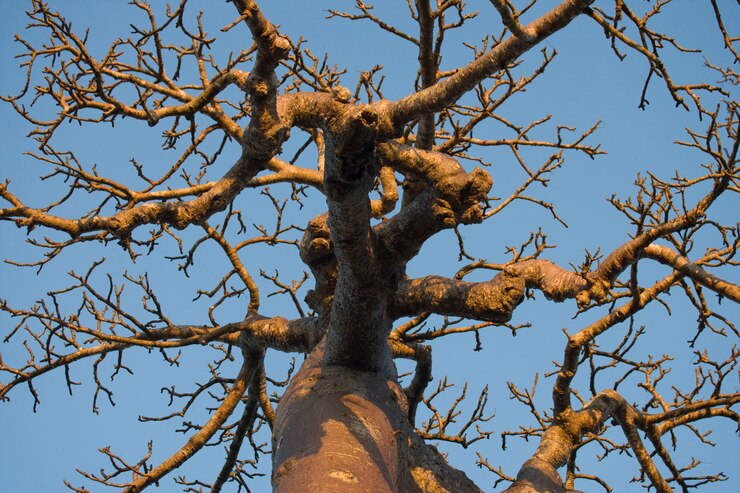 Foto baobab su sfondo blu cielo in madagascar