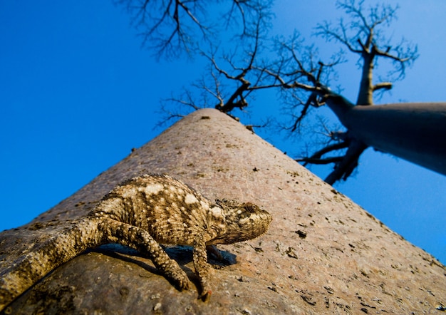 Baobab su sfondo blu cielo in Madagascar