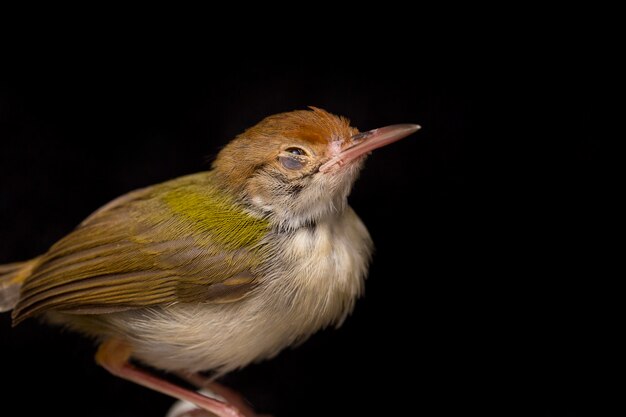 Bar prinia alato uccello su sfondo nero