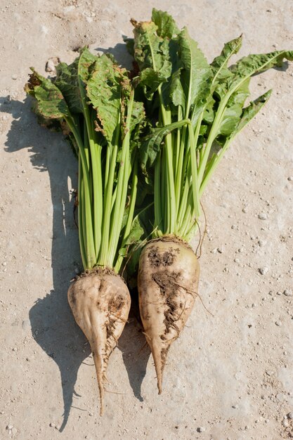 Barbabietola da zucchero radice nel terreno, coltura coltivata nel campo