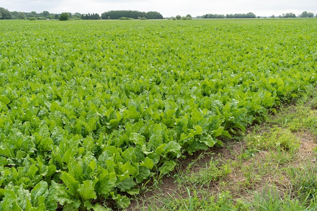 Barbabietole da zucchero Coltura di rape Rutabagas Barbabietole giovani foglie Barbabietole da zucchero Agricoltura Paesaggio Fattoria di ortaggi