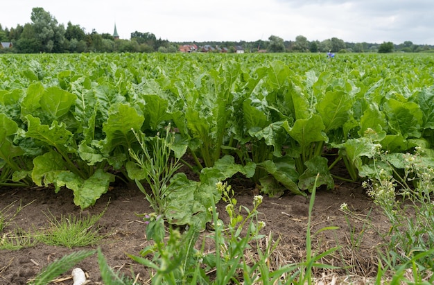 Barbabietole da zucchero Coltura di rape Rutabagas Barbabietole giovani foglie Barbabietole da zucchero Agricoltura Paesaggio Fattoria di ortaggi