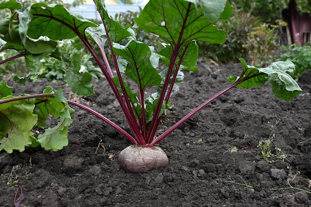 Barbabietole in giardino Raccolta