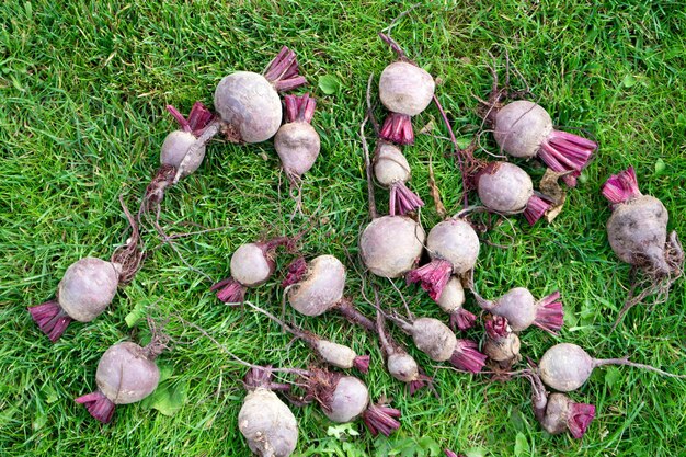 Barbabietole rosse raccolte sull'erba Barbabietola organica fresca dal giardino