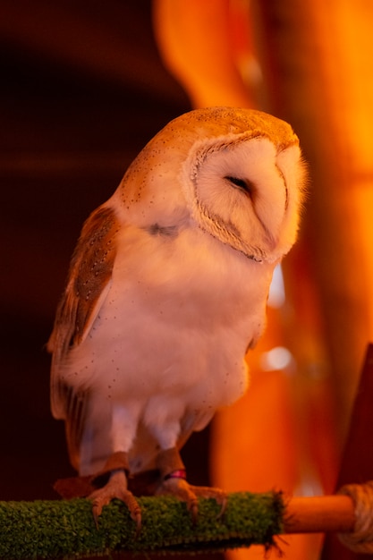 Barbagianni (Tyto alba)