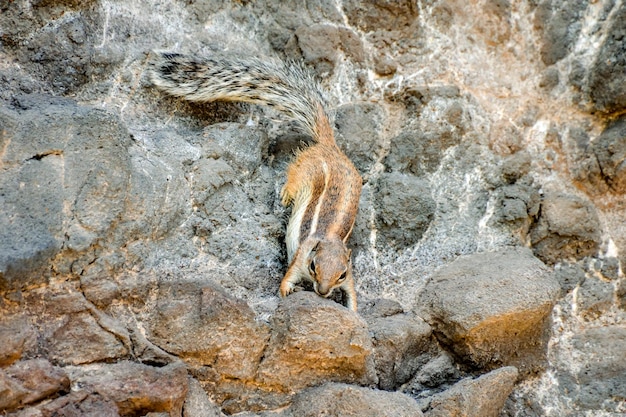 Barbary Ground Squirrel Atlantoxerus Getulus sull'isola spagnola di Fuerteventura