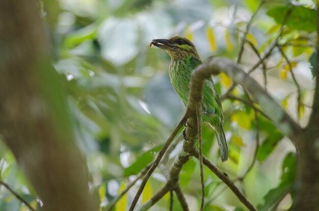 Barbet dalle orecchie verdi (Megalaima faiostricta)