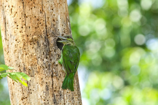 Barbet dalle orecchie verdi