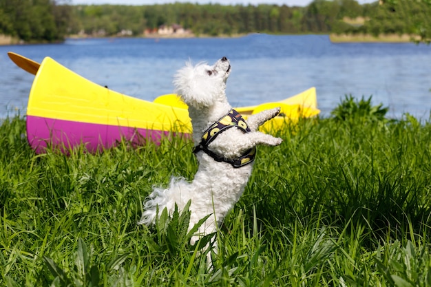 Barboncino bianco in natura sullo sfondo di un kayak con un lago. Foto di alta qualità