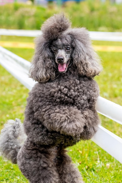 Barboncino shaggy grigio primo piano in piedi sulle zampe posteriori nel parco mentre si cammina con il cane addestrato