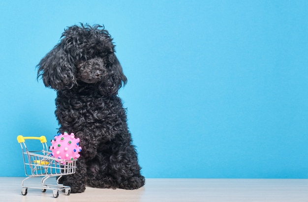 Barboncino toy lanuginoso nero con il carrello della spesa sulla parete blu, spazio della copia di concetto del negozio di animali