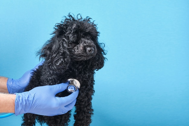 Barboncino toy nero soffice all'appuntamento del veterinario, spazio copia parete blu, mano del medico con uno stetoscopio che prova il cane