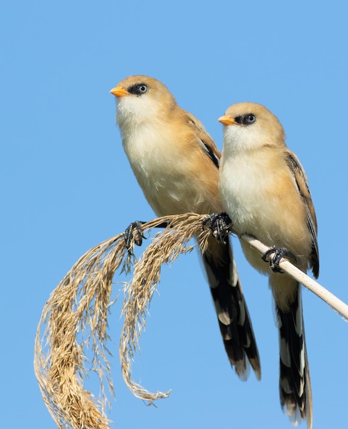 Barbuto reedling Panurus biarmicus Due giovani maschi seduti su un gambo di canna contro il cielo