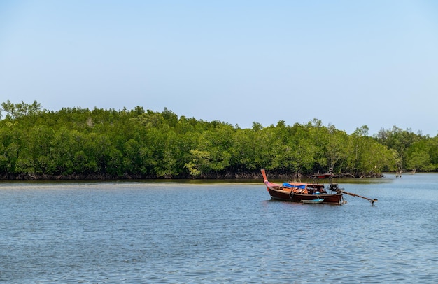 barca a coda lunga e foresta di mangrovie sullo sfondo di Trang THAILAND