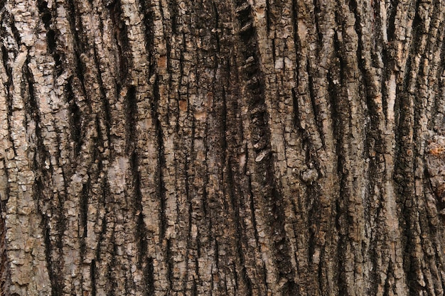 Barca di albero scattata da vicino nella foresta