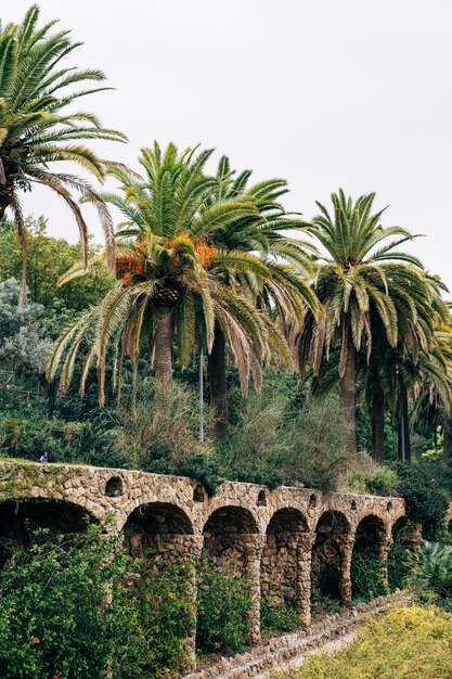 Barcellona spagna dicembre vicoli a piedi nel parco guell barcellona spagna grandi palme da dattero