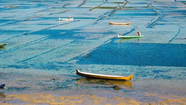 Barche a remi sui campi di alghe tra le isole Lembongan e Ceningan a Bali