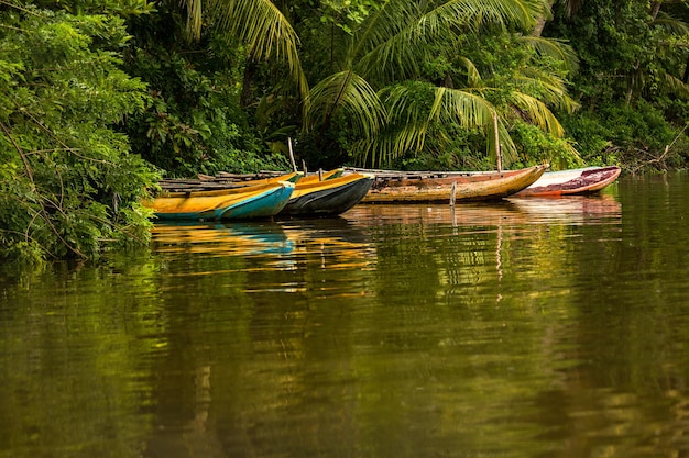 Barche da pesca tradizionali sulle rive del fiume Bentota Ganga Sri Lanka